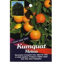 Kumquat Meiwa Tree