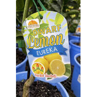 Lemon Eureka DWARF