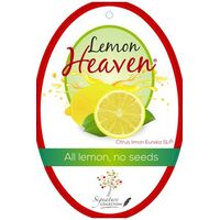 Lemon Heaven Dwarf