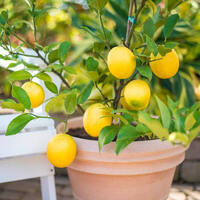 Lemon Meyer Tree DWARF Tallagalla