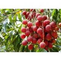 Lychee Red Ball 