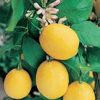 Lemon Tree 180mm Pot