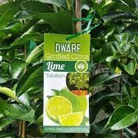 Tahitian Lime Tree DWARF