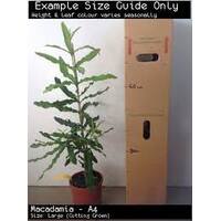 Macadamia A4 Tree