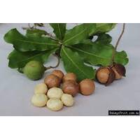 Macadamia Intergrifolia 250mm pot