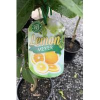 Meyer Lemon Trees Seedling 