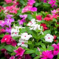 Madagascar Periwinkle White and Pink
