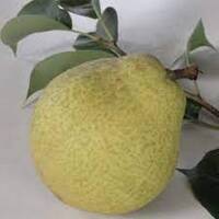 Nashi Sunshu Sunshine Pear