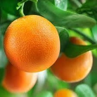 Orange Tree Pot 180mm