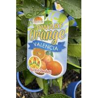 Orange Valencia DWARF
