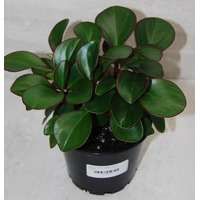 Pepperomia Red