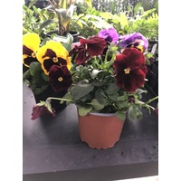 Pansy Face Mix
