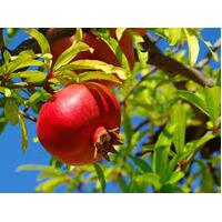 Pomegranate Rosavaya Seedling