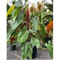 Philodendron Emerald Red