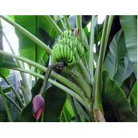 Banana Pacific Plantain 50mm