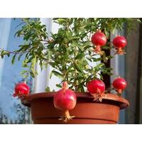 Pomegranate Rosavaya 