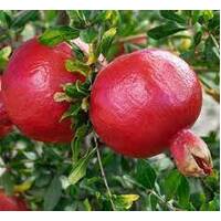 Pomegranate Wonderful 