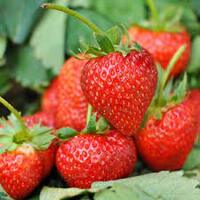 Redlands  Strawberry