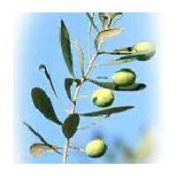 Seedling Olives Green