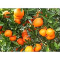 Mandarin Afourer Fruit Seedlings