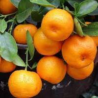 Mandarin Cox Fruit Seedlings