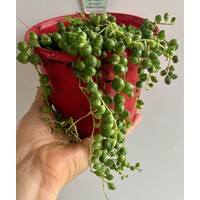 STRING OF PEARLS RED POT 100mm