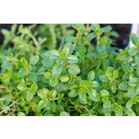 Thyme Native Plant