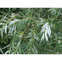 White Willow Salix Alba
