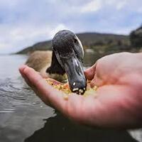 Duck Feed